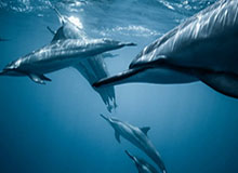 B体育官网：官方权威驱动的全场景体育生活入口，开启你的专属赛事之旅